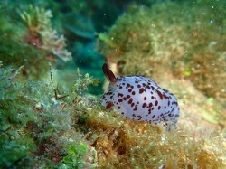 珍しいウミウシを見ました