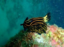 大きなイシガキリュウグウウミウシがいました