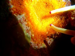 ケラマダイビング　クマノミの卵