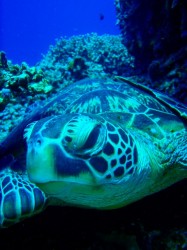 アオウミガメ