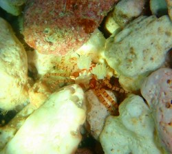 キンチャクガニ