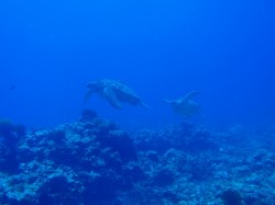 後ろのカメが「まって～」って言ってるように見えません？