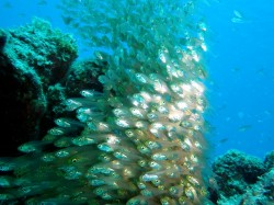 スカシテンジクダイがどんどん増えています♪