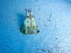 ミナミホタテウミヘビにエビがついています♪