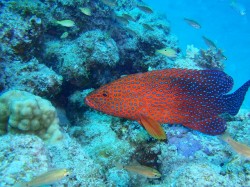 それを狙うユカタハタ