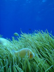 ハナビラクマノミ ハナビラクマノミ