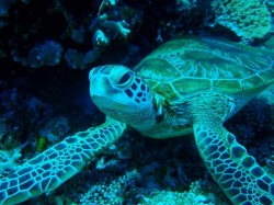 アオウミガメ