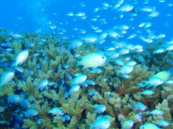 デバスズメ デバスズメ