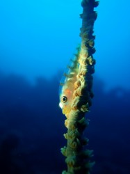 e382ace383a9e382b9e3838fe382bc e382ace383a9e382b9e3838fe382bc