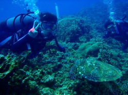 ケラマでカメダイビング