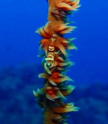 e382b3e38394e383bc-efbd9e-p9120015 e382b3e38394e383bc-efbd9e-p9120015