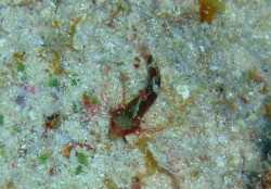 e382b3e38394e383bc-efbd9e-p9220043