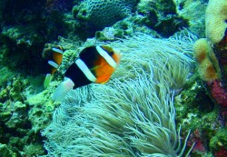 e382b3e38394e383bc-efbd9e-p9260016 e382b3e38394e383bc-efbd9e-p9260016