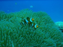 カクレクマノミ～林さん撮影