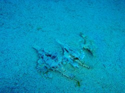 ウミテングの行列♪ ウミテングの行列♪