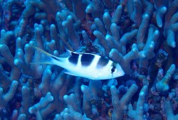 ヨコシマクロダイの幼魚（沖縄　ダイビング）