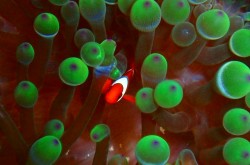 ハマクマノミの幼魚、２本線入っています（沖縄　ダイビング）