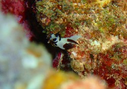 e382b3e38394e383bc-efbd9e-pa210169 e382b3e38394e383bc-efbd9e-pa210169