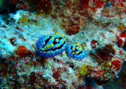 e382b3e38394e383bc-efbd9e-pa220115 e382b3e38394e383bc-efbd9e-pa220115