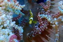 e382b3e38394e383bc-efbd9e-pa220116 e382b3e38394e383bc-efbd9e-pa220116