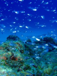 e382b3e38394e383bc-efbd9e-pa270286 e382b3e38394e383bc-efbd9e-pa270286