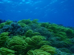 ソフトコーラルの群生