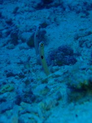 チンアナゴ チンアナゴ