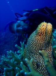 ウツボ~ ウツボ~