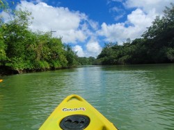 マングローブの林をこぎ進みます