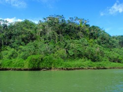 マングローブの木々です