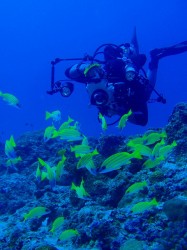 ヨスジフエダイが群れています（沖縄　ダイビング）