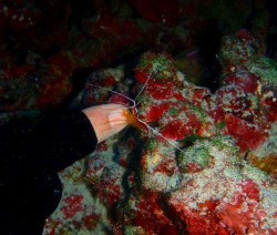 ドラゴンレディ ドラゴンレディ