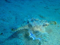 ドラゴンレディ ドラゴンレディ