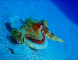 沖縄ダイビング 沖縄ダイビング