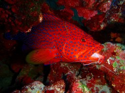 慶良間ダイビング 慶良間ダイビング