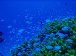 デバスズメダイ デバスズメダイ