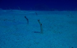 ガーデンイール ガーデンイール