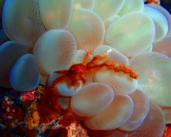 オランウータンクラブ