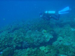 沖縄本島近海ダイビング 沖縄本島近海ダイビング