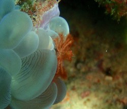 オランウータンクラブ オランウータンクラブ