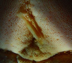 沖縄本島近海ダイブ