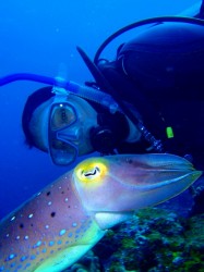 慶良間ダイビング