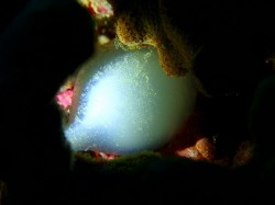 まだ産みつけられて日が浅いのでしょうか