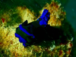 この子は泳ぎませんよ~