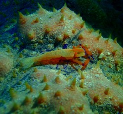 ウミウシカクレエビ