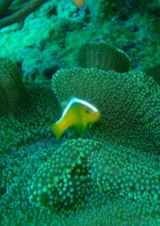 セジロクマノミ