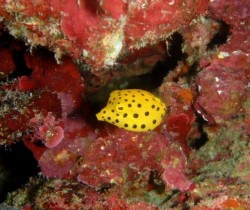 沖縄ダイビング