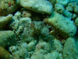 ケラマファンダイブ