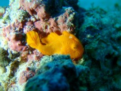 ケラマファンダイブ