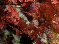 沖縄ダイビング